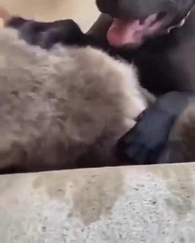 Who's gonna tell him he's not a dog?