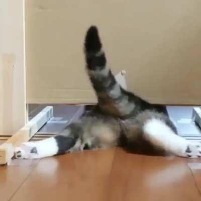 I present to you my spirit animal