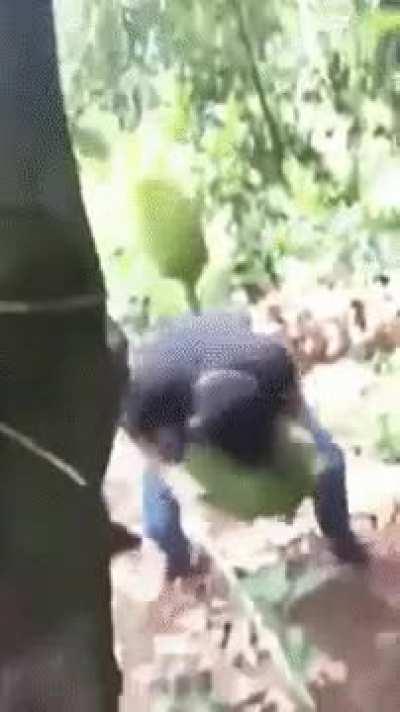 WCGW getting a jackfruit
