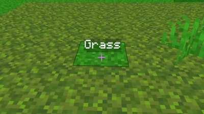 Grass
