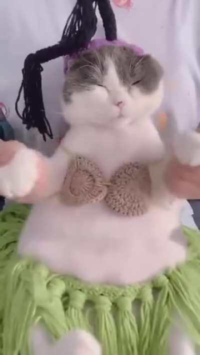 🐱Belly dance 🐾