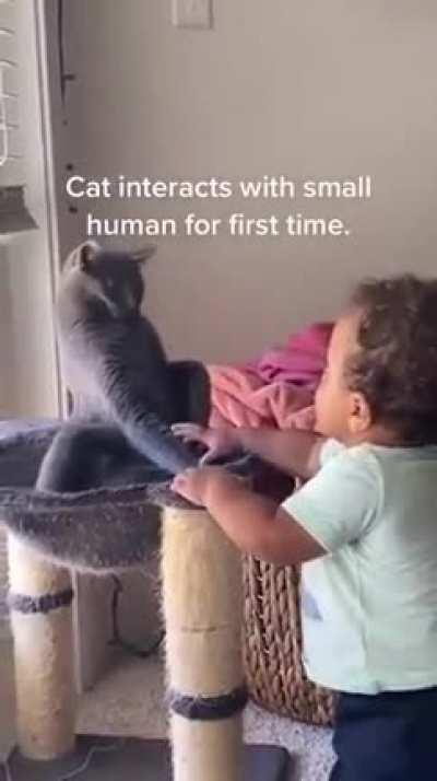 What's is this hooman?