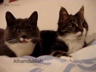 A Halal Conversation