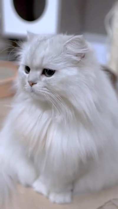 I'm a gorgeous kitty cat. In fact, I'm going to prove it. 😛 Behold: