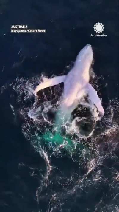 Drone video captures the incredible moment a rare albino humpback whale breached the water off the east coast of Australia. Scientists estimate that only 1 in 40,000 humpbacks are albino.