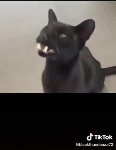 Граф Мяукало!