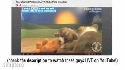 Michael knows what the dog is doing 😳