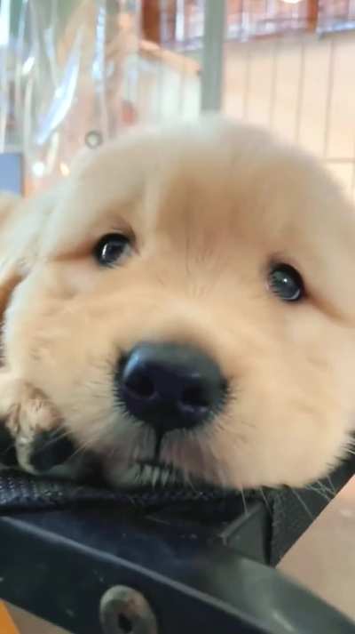 Cute golden retriever puppy 😍