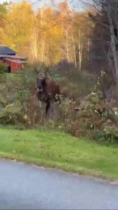 To stop a moose