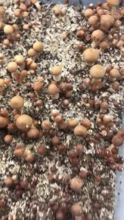 MYCO-TENT GROW (Modified Martha-Tek). Misters, humidifier, temperature, lights and HEPA air exchange all automated! I will never grow in a mono-tub again. Casing layered, pH adjusted - NO CONTAM! The secret to my garden of gold is in the audio play! Guess