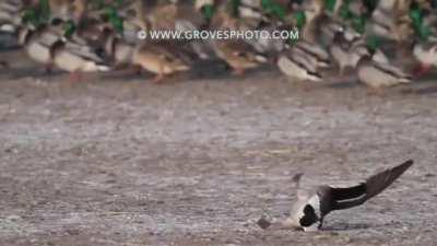 Prairie gives a merciful swift death to an unsuspecting sitting Duck!