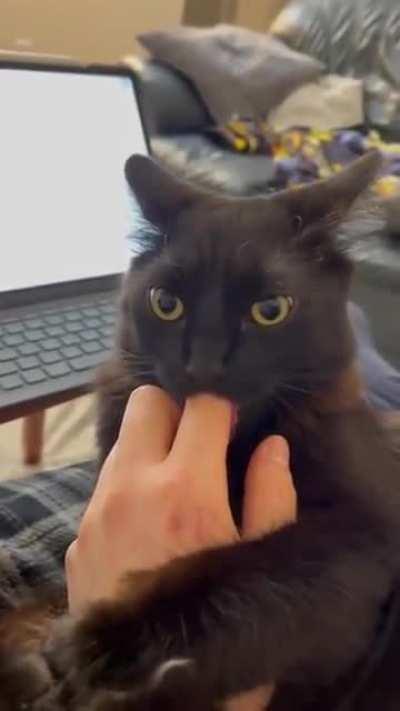 When your humans finger tastes like deliscious salt lick.