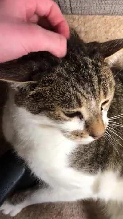 The older he’s gotten, the stronger the purr has become