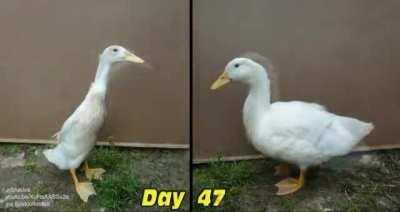 Duckling to duck -- first 60 days of an Indian Runner and a Pekin