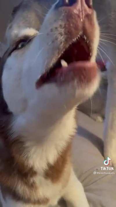 The two huskies: awooooo, the other one: blah blah blah blah blah.