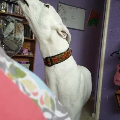 Longboye doing the long fog horn.