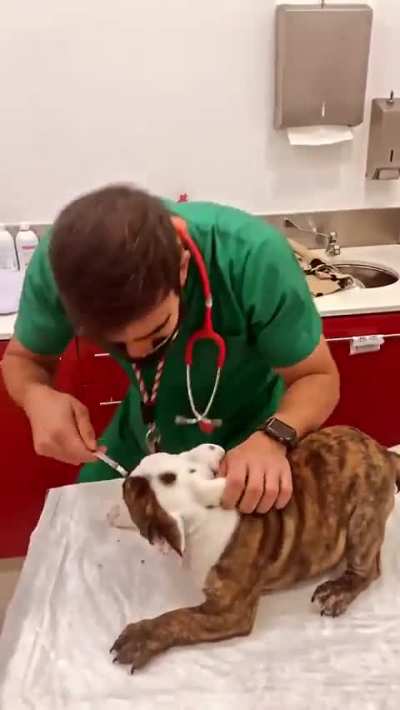 He makes vet visit look easy