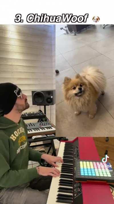 Doggos singing
