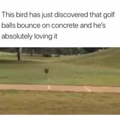 Golf bird