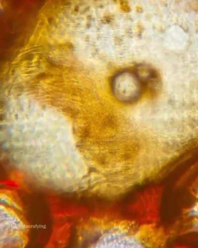 Зумчик кофия