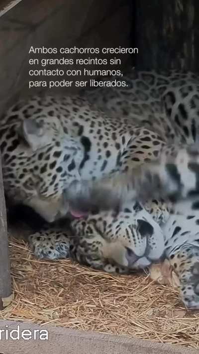 Takajay ya creció y vivirá libre en el iberá