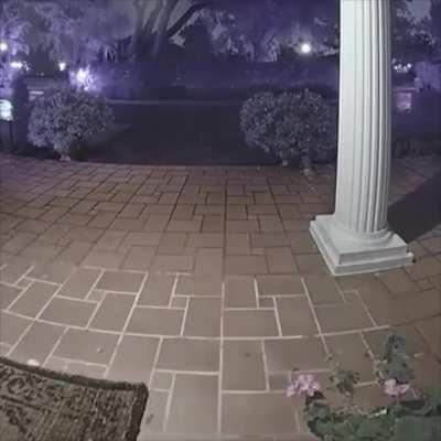 Then the racoon sneaked in..