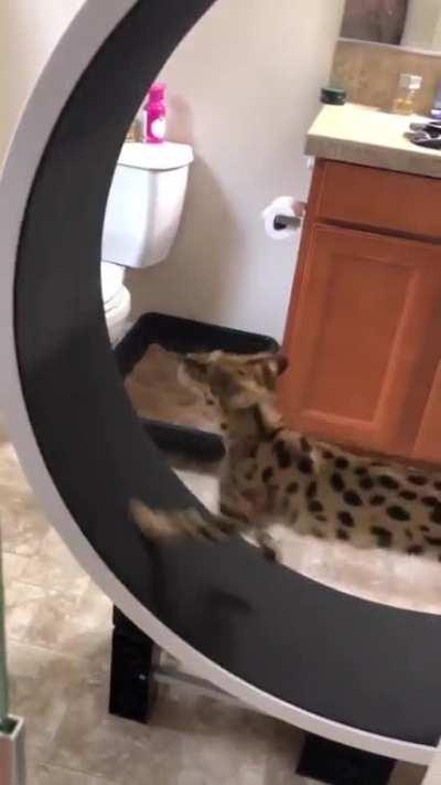 death (he survived dont mourn em)