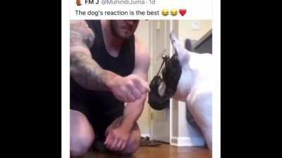 the dog was like “are you for real” 😂