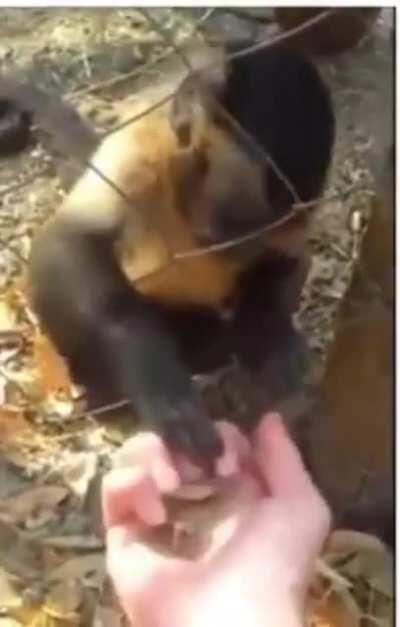 Monke teach human to reject civilization and crush leaves.