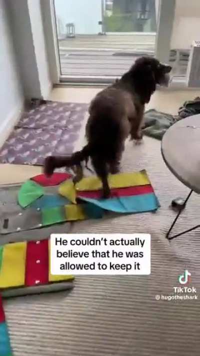 dog experiences love at first sight with a koala stuffie