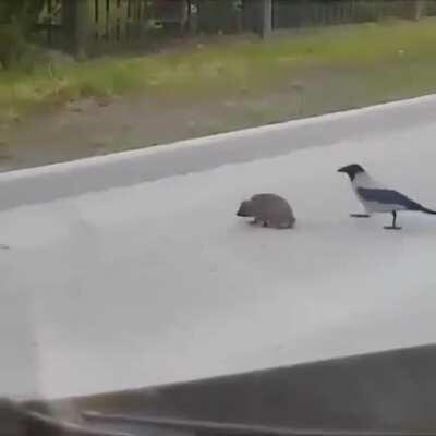 🔥 Helping to cross the street 🔥