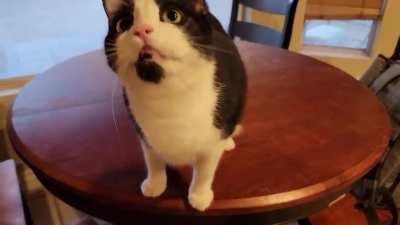 Shes gotta let me know when she's waiting for her meal. Happens every morning at 5am and every evening at 6pm on the dot.