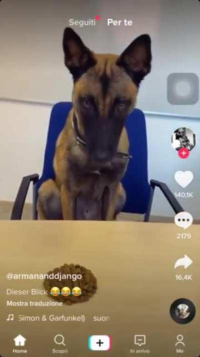 Doggo.exe has stopped responding