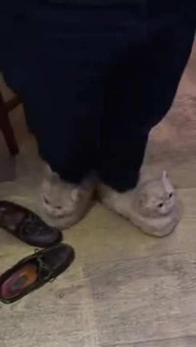 Cat does not like slippers