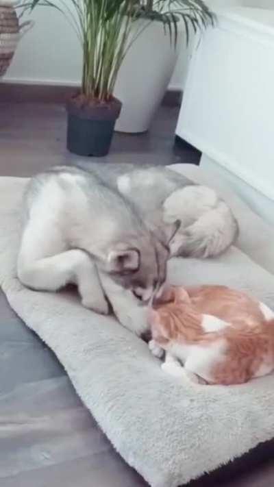 Best friends forever