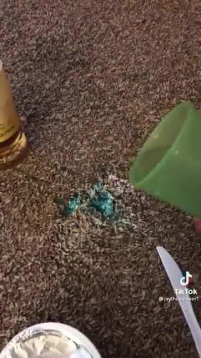 How to get cream cheese out of your carpet