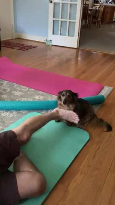 Exercise is no reason not to pet me!