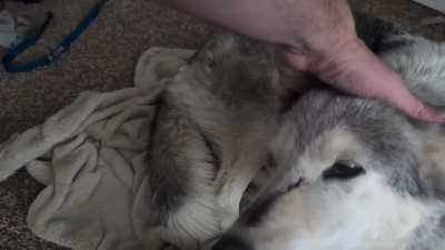 Princess Buttercup will let you know when she's finished