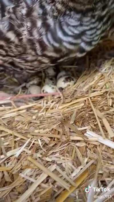 Gurtrude adopts a family