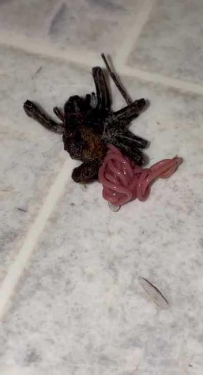 Killed a spider and this popped out scared the shit out of me
