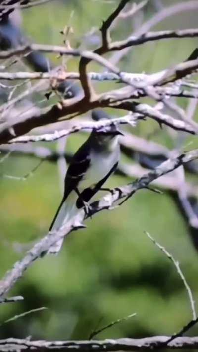 They call them mocking birds for a reason😂