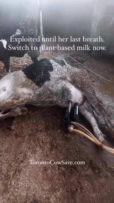 Cow's are literally exploited until their last breath...