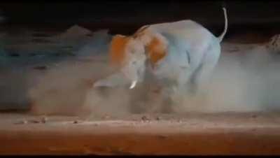 Elephant tusk punctures rhino! 