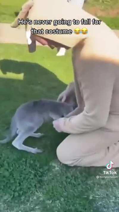 Как спиздить кенгурёнка