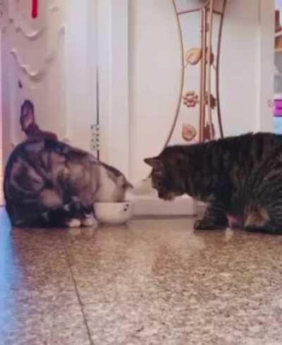 Two friends courteously sharing a meal