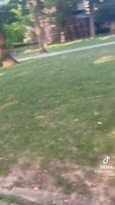 Failed assassination attempt by raccoon