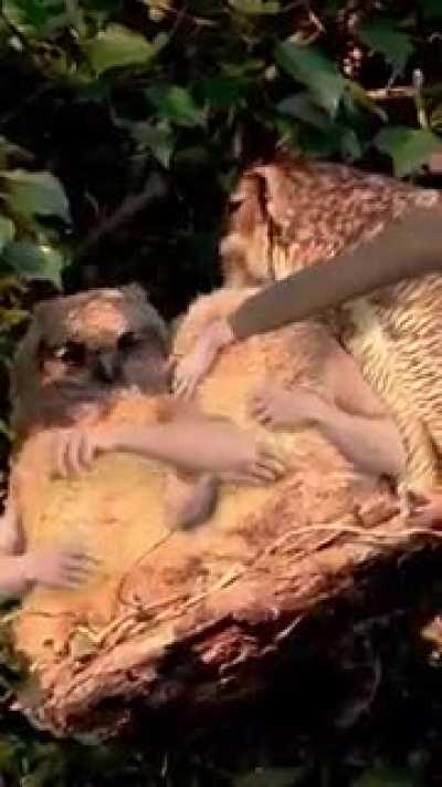 If Birds Had Arms - Compilation Here's some of my favourite 'Birds With Arms' videos created over the past few years. Which is your favourite bird? 🐦