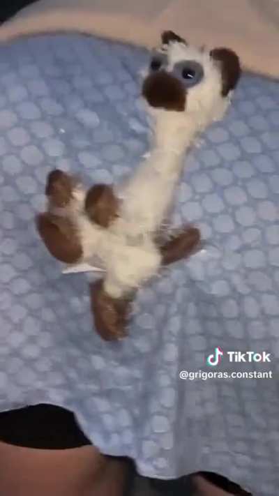 Have you seen her kitty!?