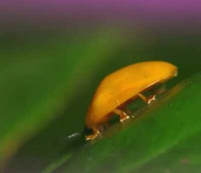 a cute little beetle