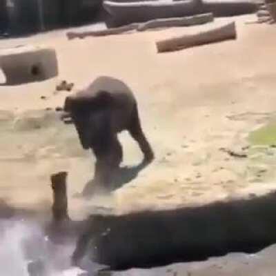 Evil baby elephant